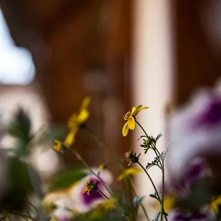 Pastorale Apartament Zalaszentgrót